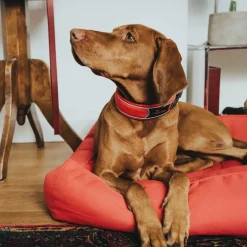 Hunter Halsbånd Divo S Rød/Grå - justerbart hundehalsbånd (25-35 cm, B 4 cm)