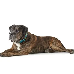 Hunter hunde halsbånd Hilo Turkis M-L - justerbart hundehalsbånd (33-50 cm, B 2,5 cm)