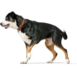 Hunter Hundehalsbånd læder Canada Elg Str.50 Cognac/Sort - 37-43 cm