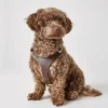 Hunter Hundesele Aalborg Mørkebrun XS - Bryst/Hals 38-52 cm