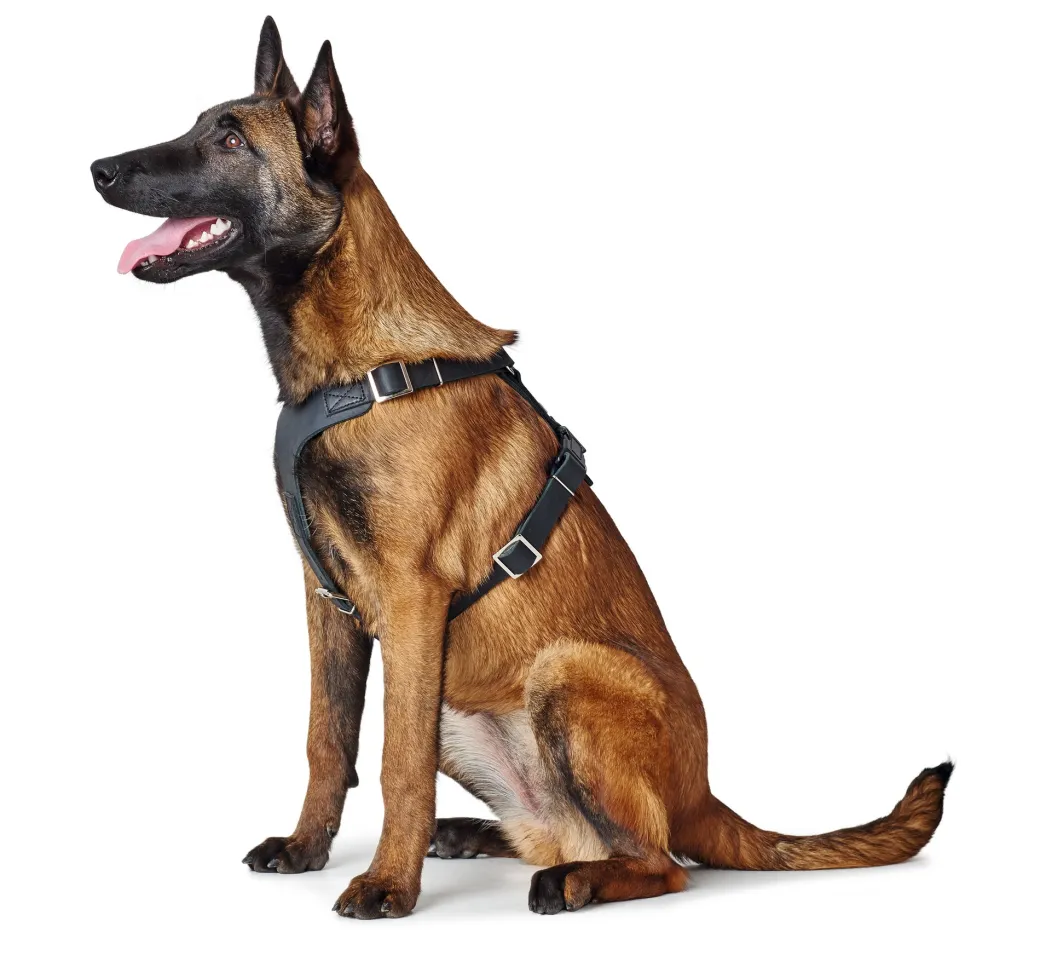 Hunter Hundesele Aalborg Sort S-M/2 - 51-64 cm bryst/hals