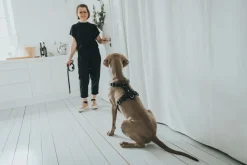 Hunter Hundesele Aalborg Sort M-L/2 - 62-90 cm bryst/hals