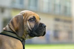 Hunter hundesele Neopren Oliven S længde 45-57 cm 1,5 cm - blød og stabil komfort