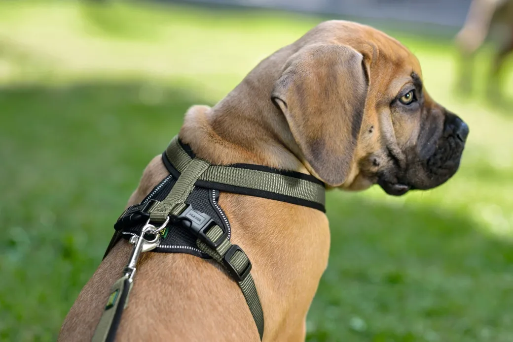Hunter hundesele Neopren Oliven S længde 45-57 cm 1,5 cm - blød og stabil komfort