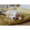 Hunter hundeseng Eiby Stor 100x70 cm Gul