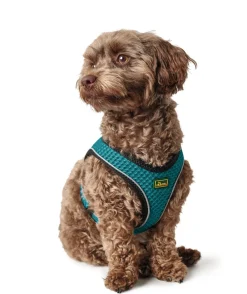 Hunter NY Hilo Comfort hundesele S-M turkis mave/bryst 52-58 cm - Fleksibel komfort og støtte