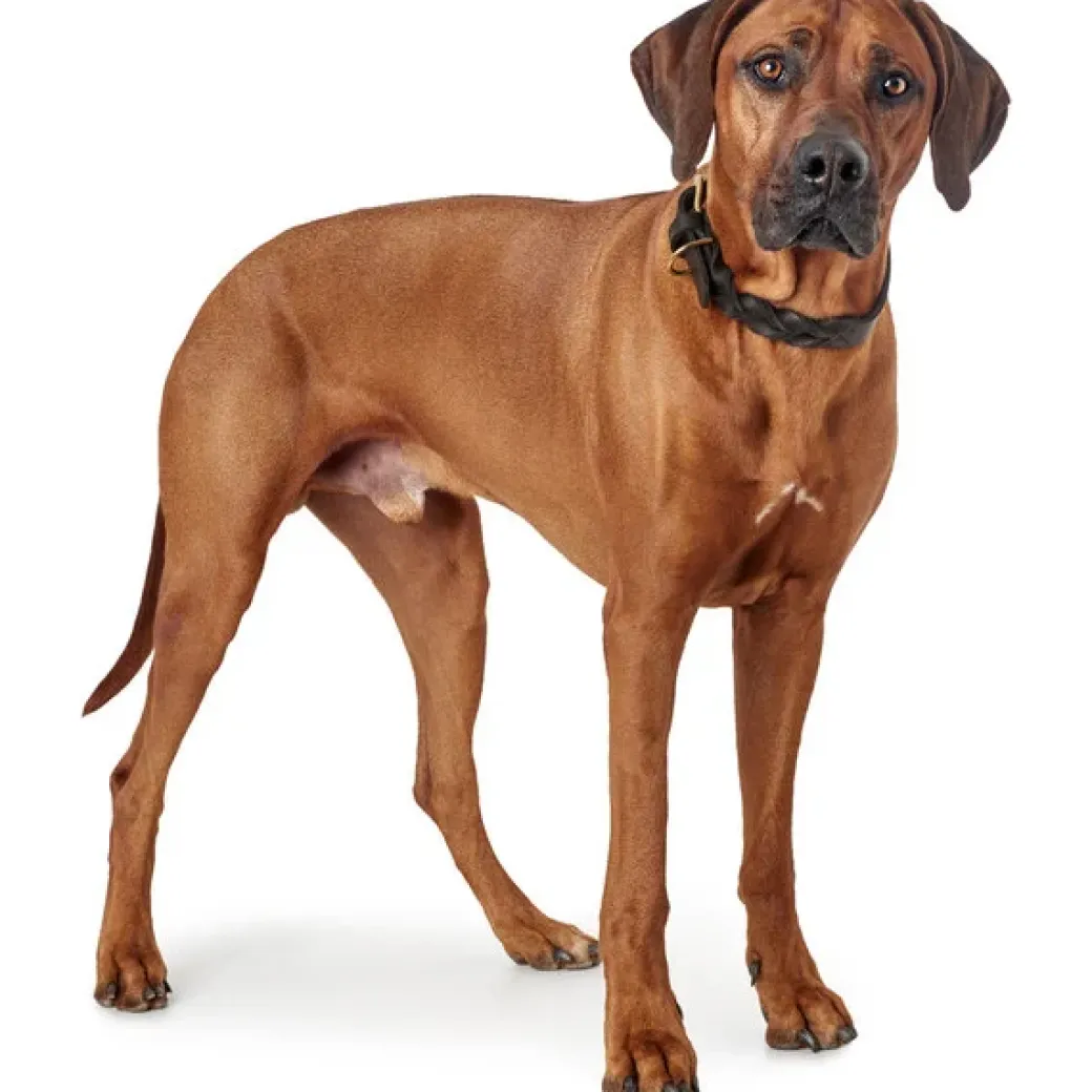 Hunter Sansibar Solid 35 Hundehalsbånd i læder - 24-30 cm