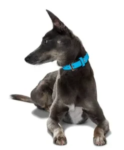 Hunter Softie hundehalsbånd 50 cm brun - 36-44 cm indstilling