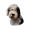 Klistermærke af Old English Sheepdog stor