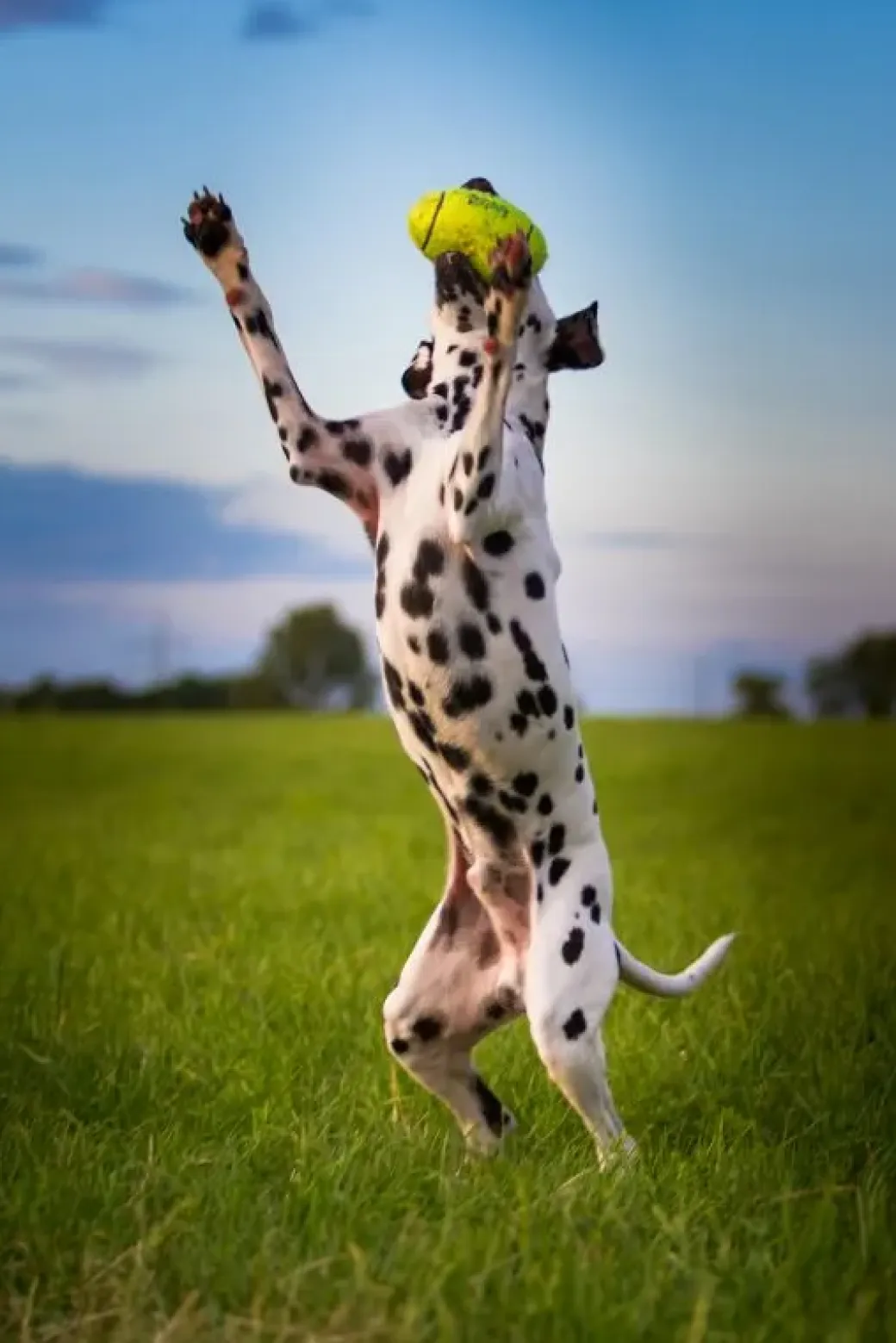 KONG Airdog Football L - robust hundebold med piv og flydefunktion