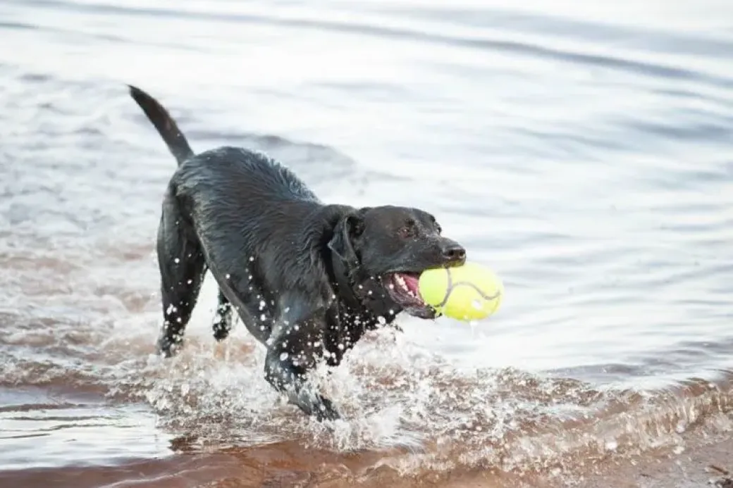 KONG Airdog Football L - robust hundebold med piv og flydefunktion