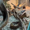 Kongeboa Hypo Keltic Het Moonglow Kahl linie 0,1 - Boa Constrictor