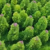 Kunstig koral Acropora millepora (Green)