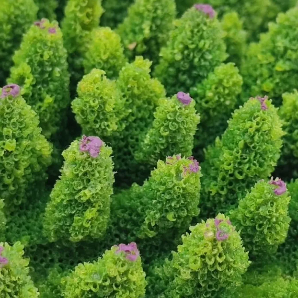 Kunstig koral Acropora millepora (Green)