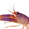 Lilla revhummer (Enoplometopus debelius)