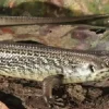 Major skink (Bellatorias Egernia frerei)