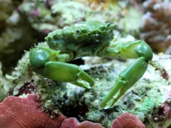 Mitrax Krabbe (Mithraculus sculptus)