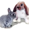 Mr Johnson Kaninfoder Advance Rabbit 1,5 kg