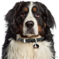 My Family Hundetegn Friends Berner Sennenhund