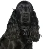 My Family Hundetegn Friends Cockerspaniel Sort
