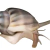 Nassarius Reticularis Snegl 2-3 cm
