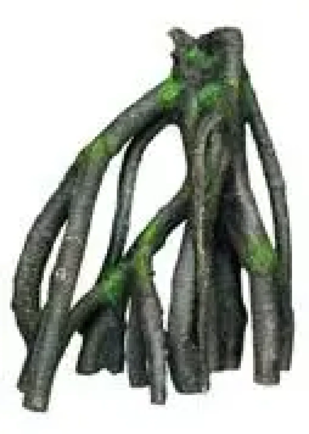 Nobby Mangrove dekoration L 21 x 12,5 x 25 cm