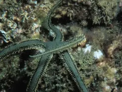 Ophiarachna incrassata (olivengrøn slangesøstjerne)