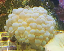 Physogora lichtensteini
