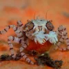 Pom-pom krabbe (Libya sp.)