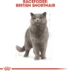 Royal Canin British shorthair 2 kg