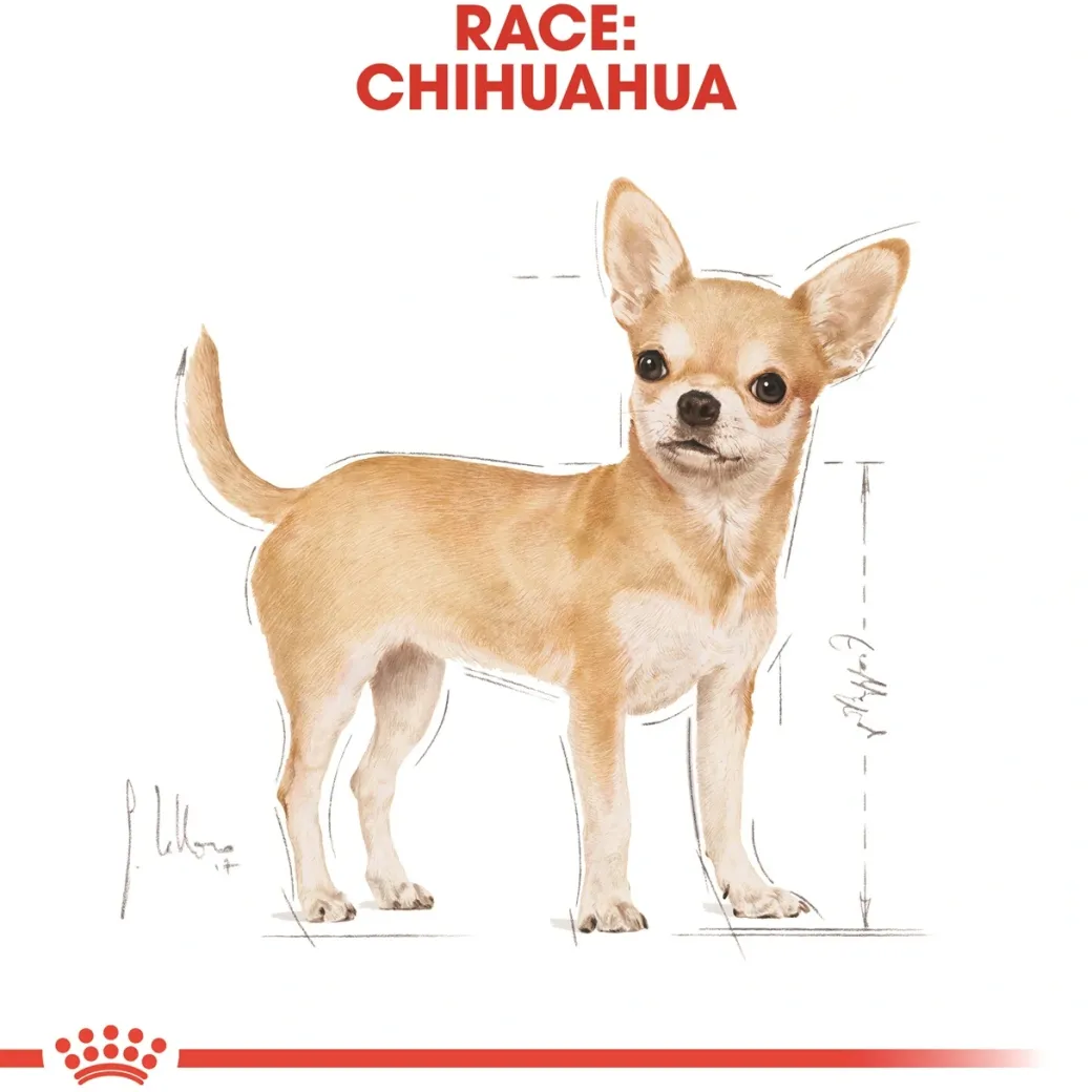 Royal Canin Chihuahua Adult 1,5 kg - tørfoder til små hunde
