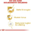Royal Canin Dachshund Adult 7,5 kg - tørfoder til gravhunde