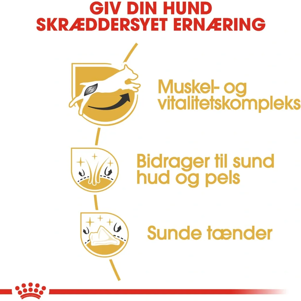 Royal Canin Jack Russell Adult 12 kg - tørfoder til voksne hunde