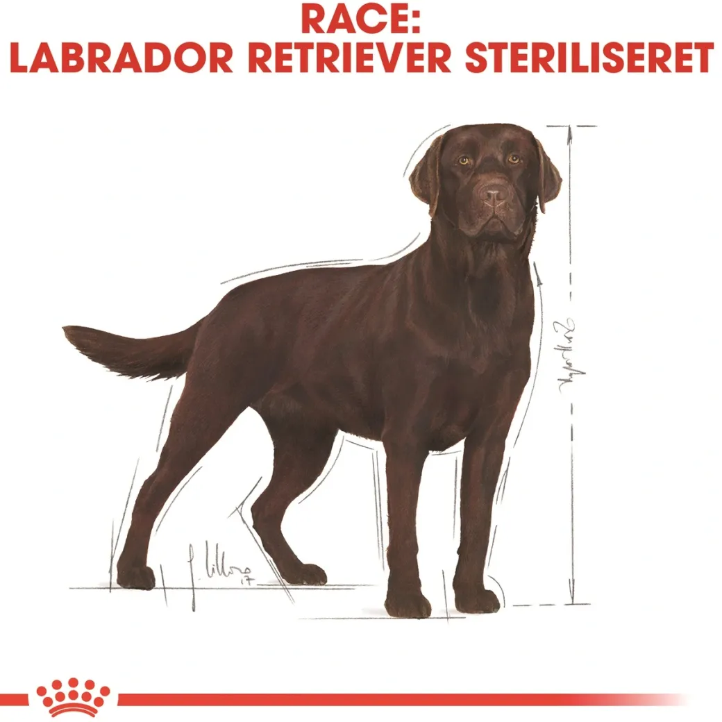 Royal Canin Labrador Retriever Sterilised Adult 12 kg - tørfoder til voksne hunde