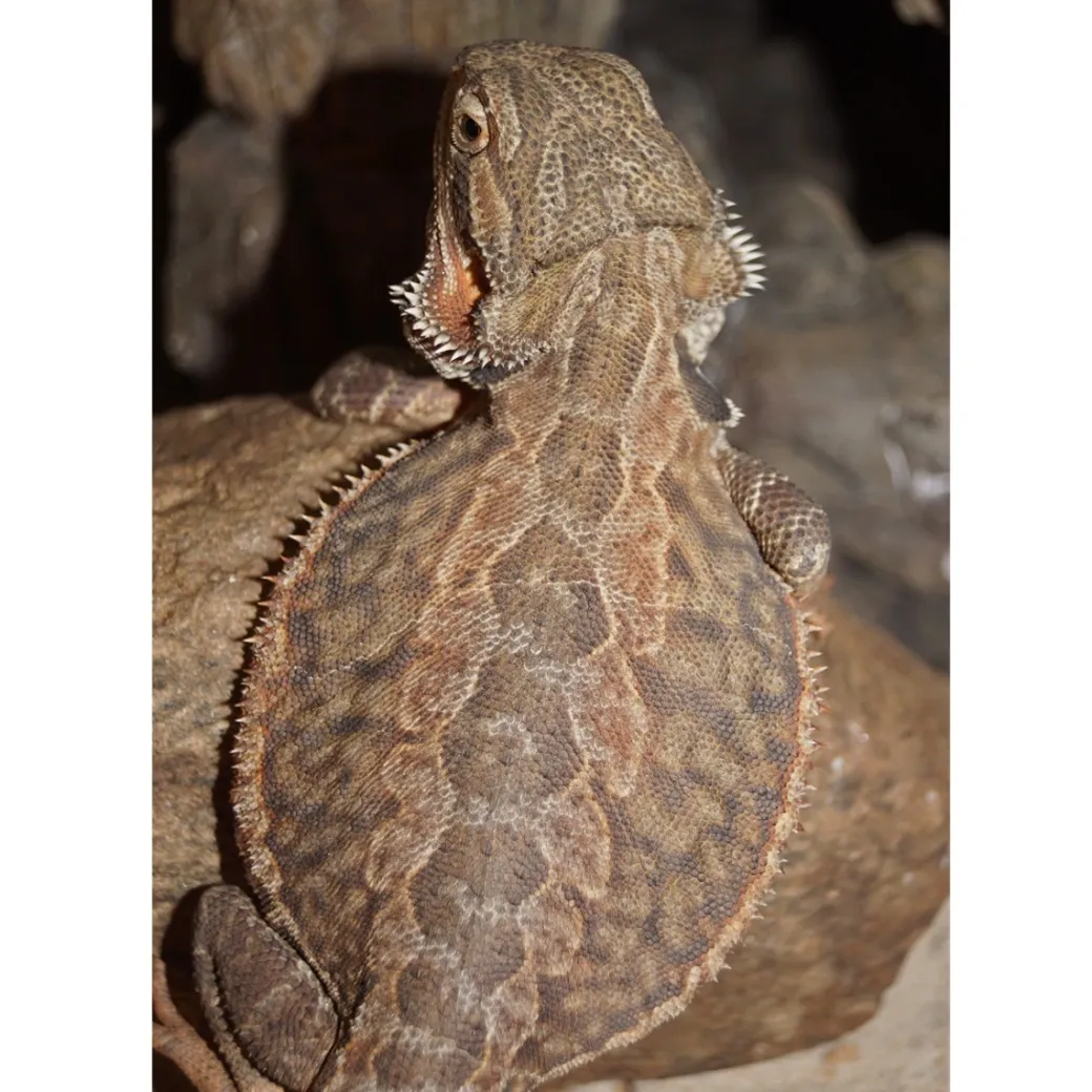 Skægagame ungdyr (Pogona Vitticeps)