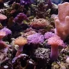 SoftCoral mix (Blødkoral mix)