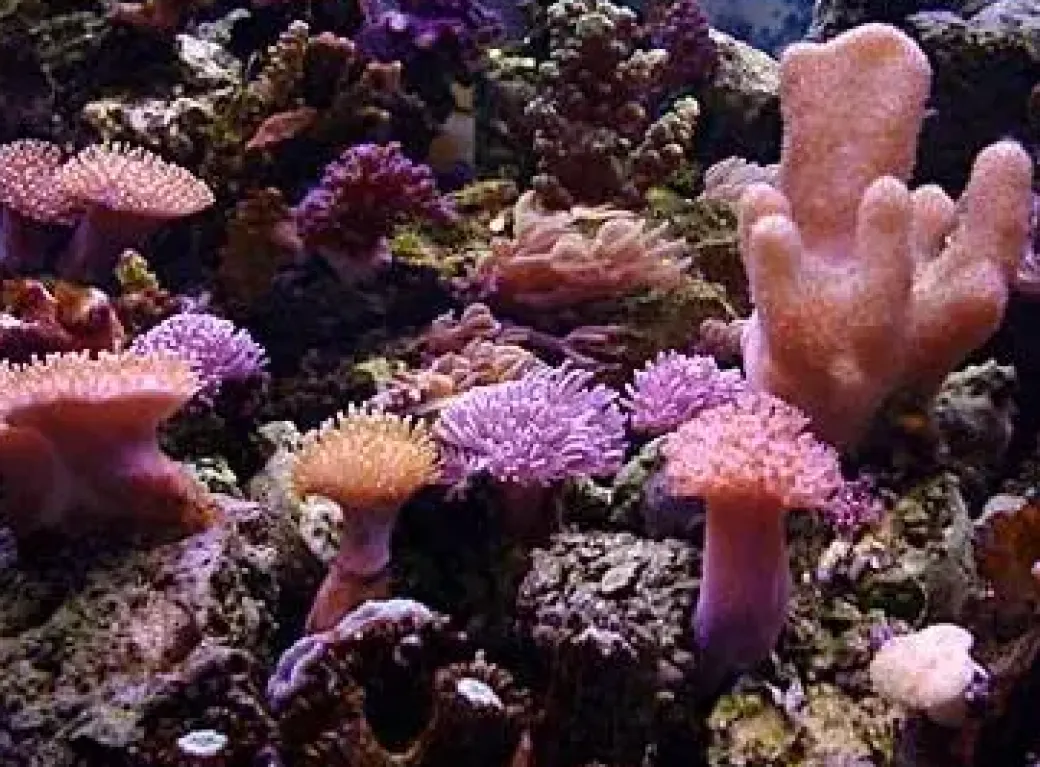 SoftCoral mix (Blødkoral mix)