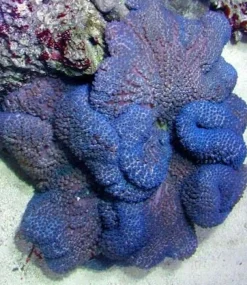 Stychodactyla gigantea (Lilla) Tæppeanemone