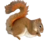 Tamiasciurus hudsonicus Egern