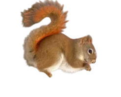 Tamiasciurus hudsonicus Egern