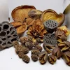 Terrarium Sæt af Dekoration Bakuli, Casuarina, Badam, Arjuna, Lotus, Mahagon, Jacaranda 180 gram