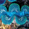 Tridacna Maxima Blue Musling 9-10 cm