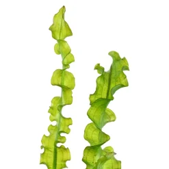 Tropica Akvarieplante Aponogeton longiplumulosus knold x 5