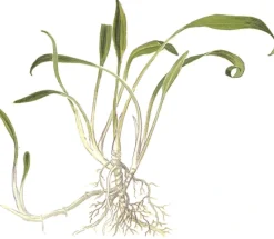 Tropica Akvarieplante i potte Cryptocoryne parva
