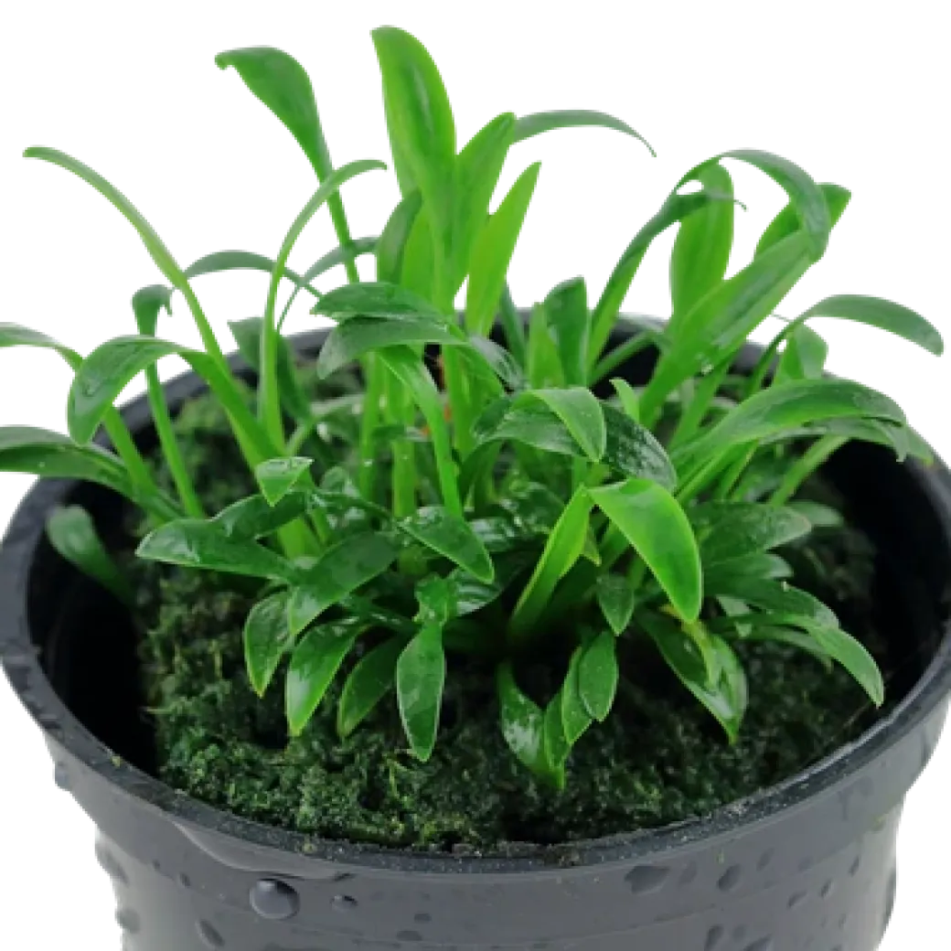 Tropica Akvarieplante i potte Cryptocoryne parva