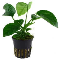 Tropica Akvarieplante i potte Anubias barteri caladiifolia
