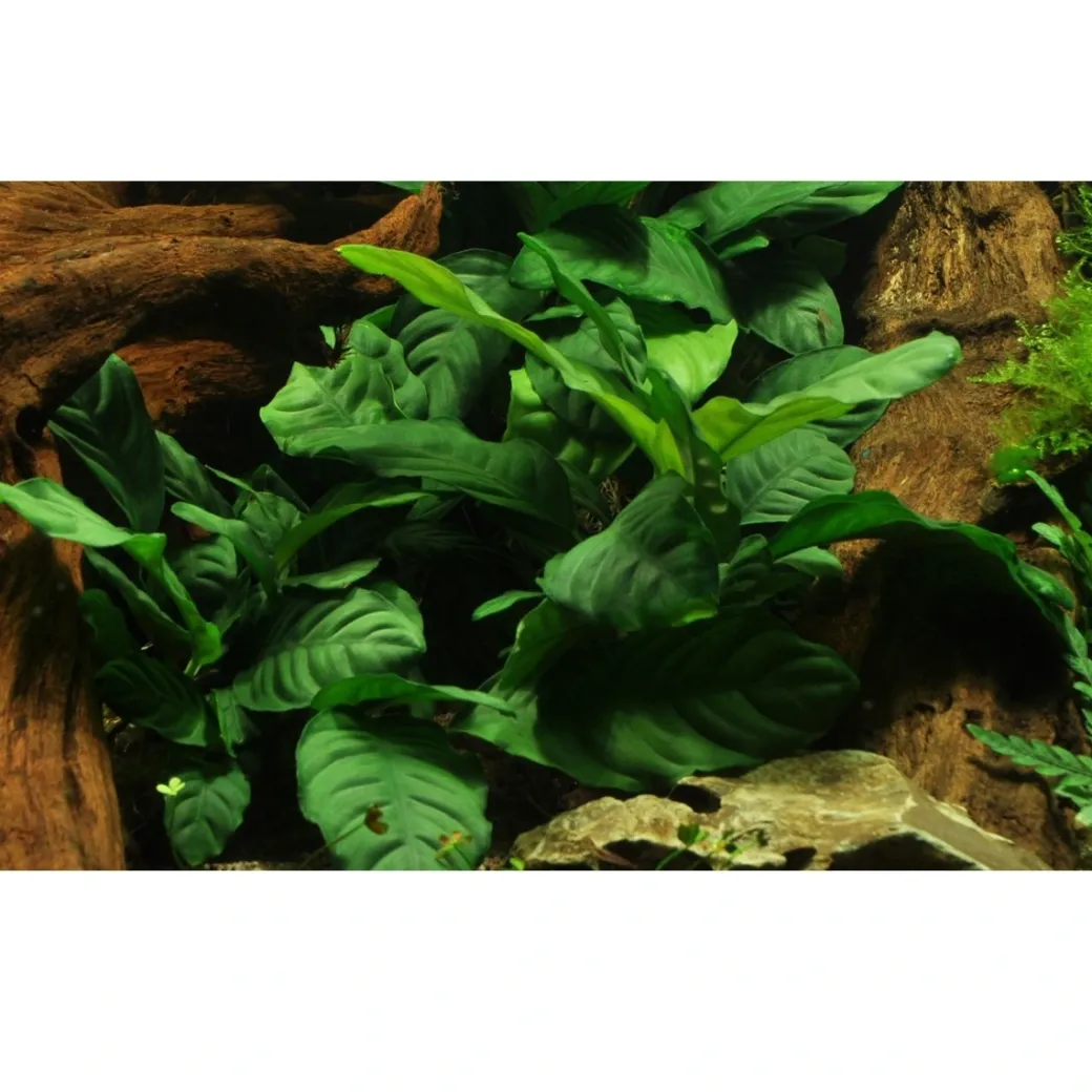 Tropica Akvarieplante i potte Anubias barteri coffeefolia