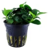 Tropica Akvarieplante i potte Anubias sp. Petite