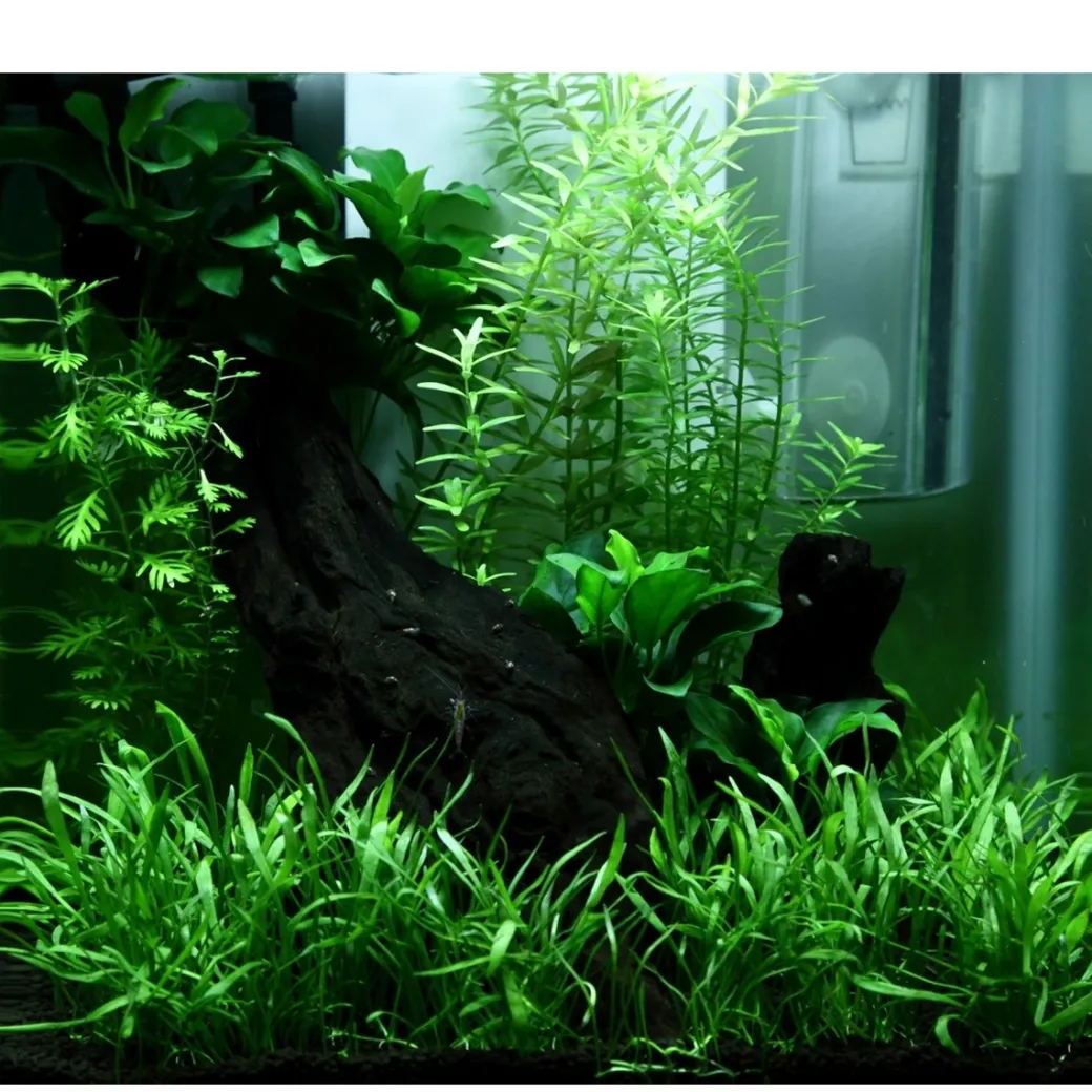 Tropica Akvarieplante i potte Anubias sp. Petite