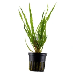 Tropica Akvarieplante i potte Cryptocoryne crispatula